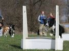 Flyball na cviku v Chrudimi