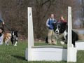 Flyball Chrudim - Jane