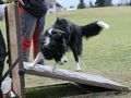 Flyball Chrudim - Jane