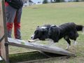 Flyball Chrudim - Jane