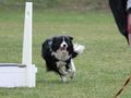 Flyball Chrudim - Jane