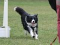 Flyball Chrudim - Jane