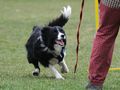 Flyball Chrudim - Jane